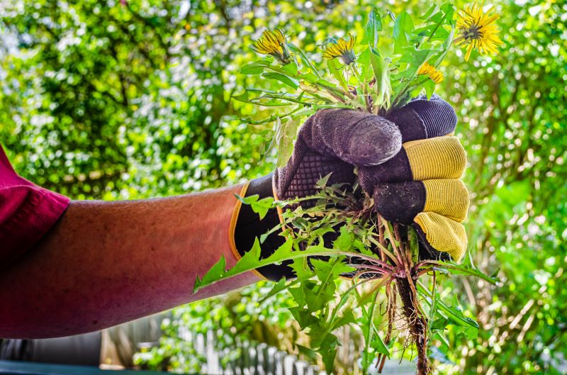 Garden Weed Pulling
