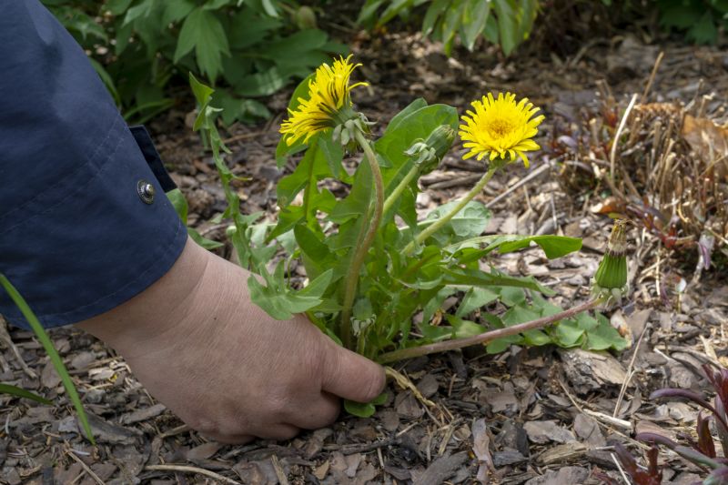 Garden Weed Pulling