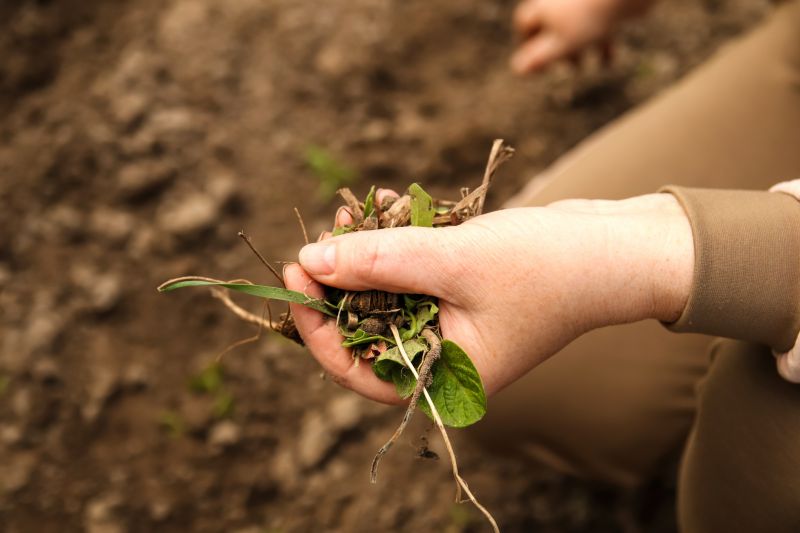 Garden Weed Pulling