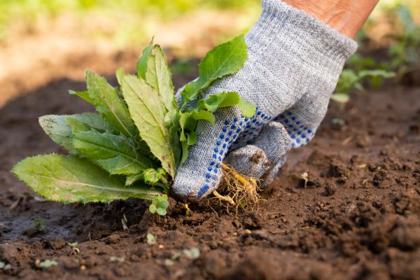 Hand Pulling Weed Service